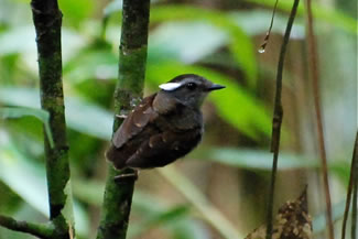 Grijskeel-muggeneter - Conopophaga peruviana